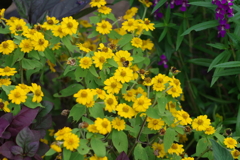 やまぐちフラワーランド