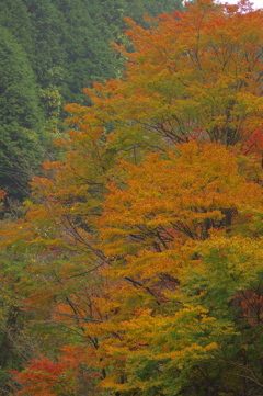 夫婦で紅葉狩り
