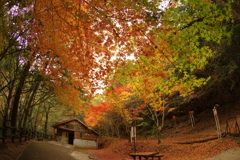 紅葉狩り２０２１