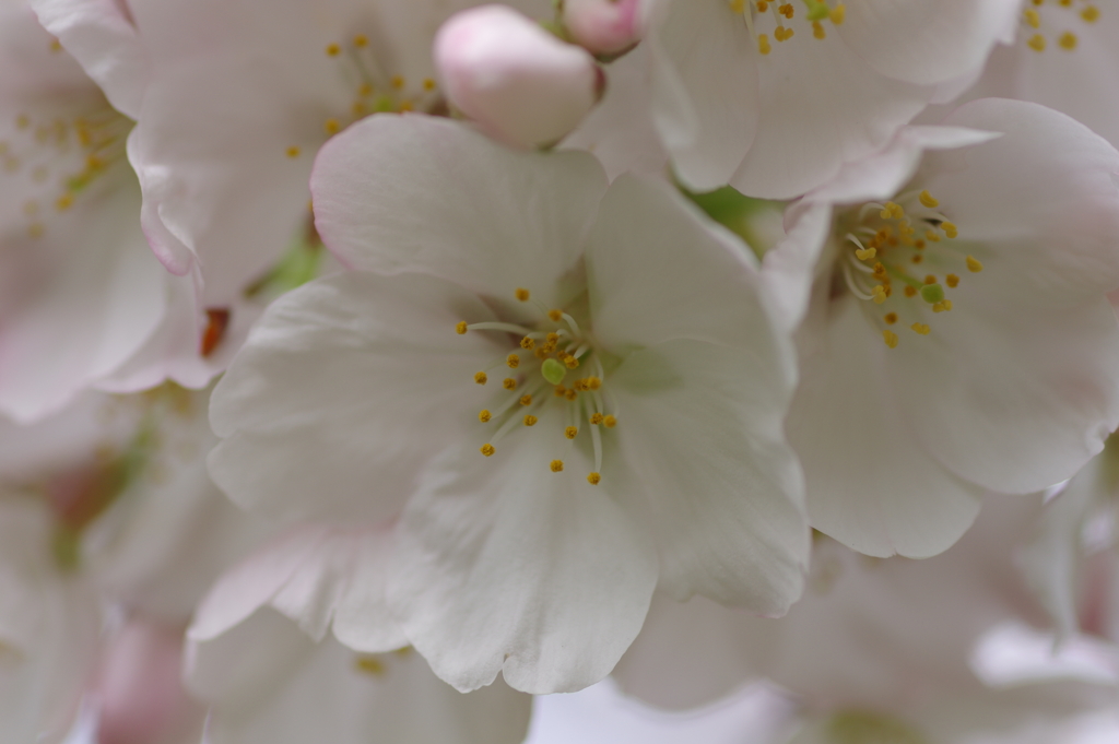 続花見は写真で