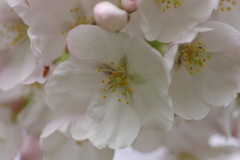 続花見は写真で