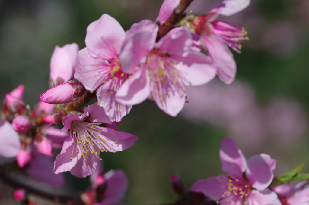 いつもの花見スポットで
