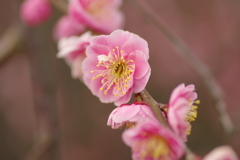 仕事帰りに梅園散策