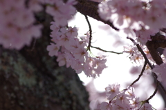 親子で花見散歩