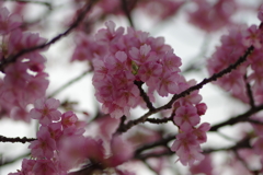 家族で河津桜