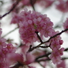 家族で河津桜