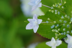 紫陽花は咲いても梅雨入りしない