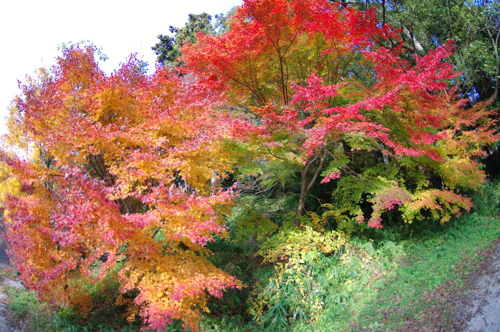 伊藤公記念公園の紅葉