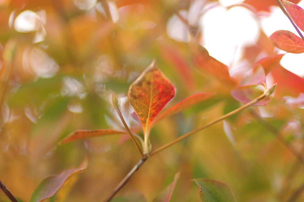 実家庭の紅葉
