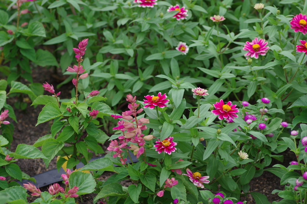 やまぐちフラワーランド