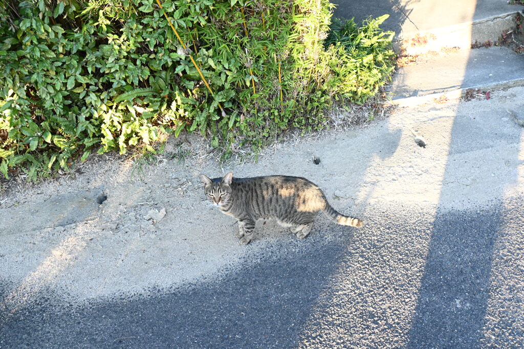 一眼練習猫撮りW