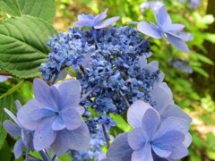 果子乃季 あじさい園 別感性から