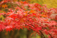 紅葉狩り２０２１