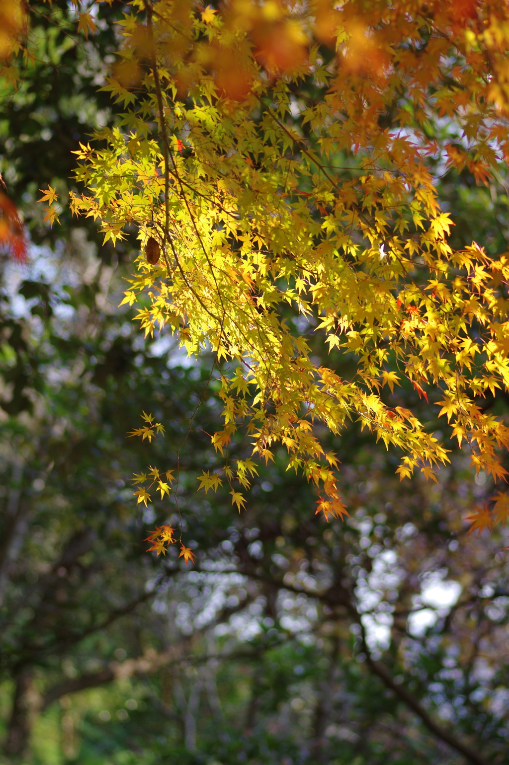 伊藤公記念公園の紅葉