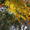 伊藤公記念公園の紅葉