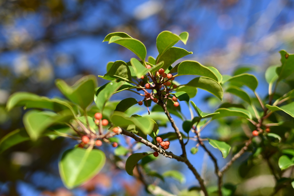 初めての一眼と紅葉W