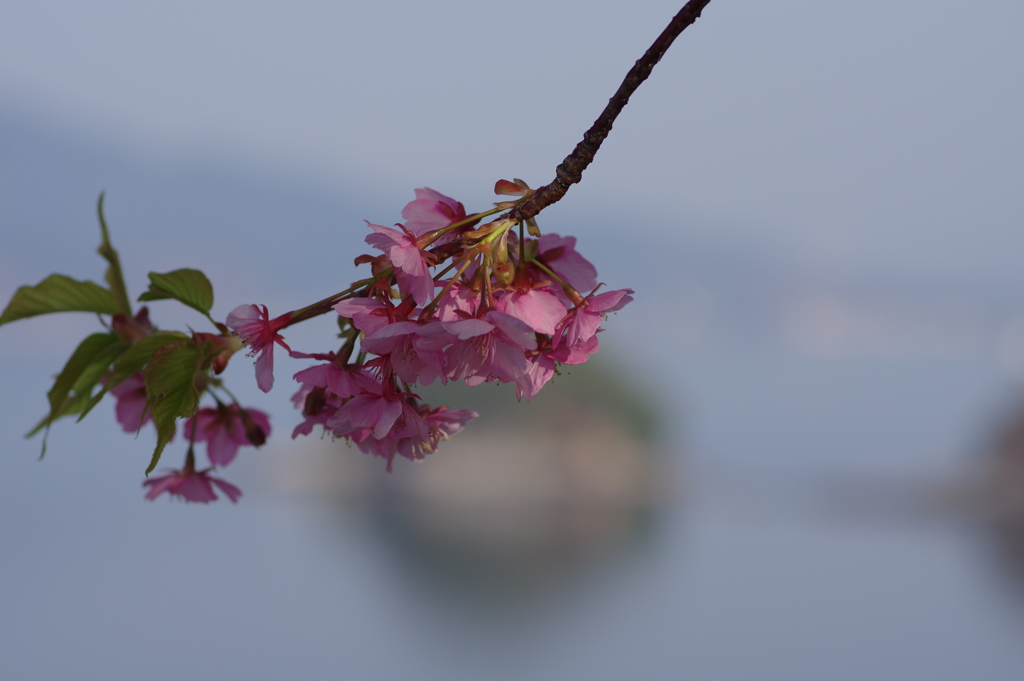 河津桜と海
