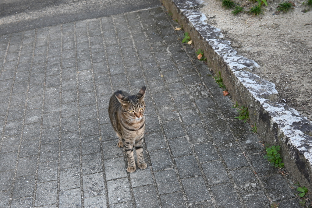 一眼練習猫撮りW