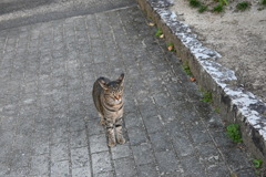 一眼練習猫撮りW