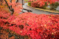 夫婦で紅葉狩り