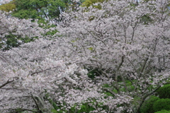 雨上がり一人でお花見