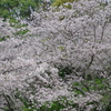 雨上がり一人でお花見