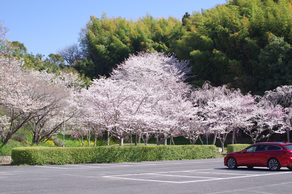 朝の花見