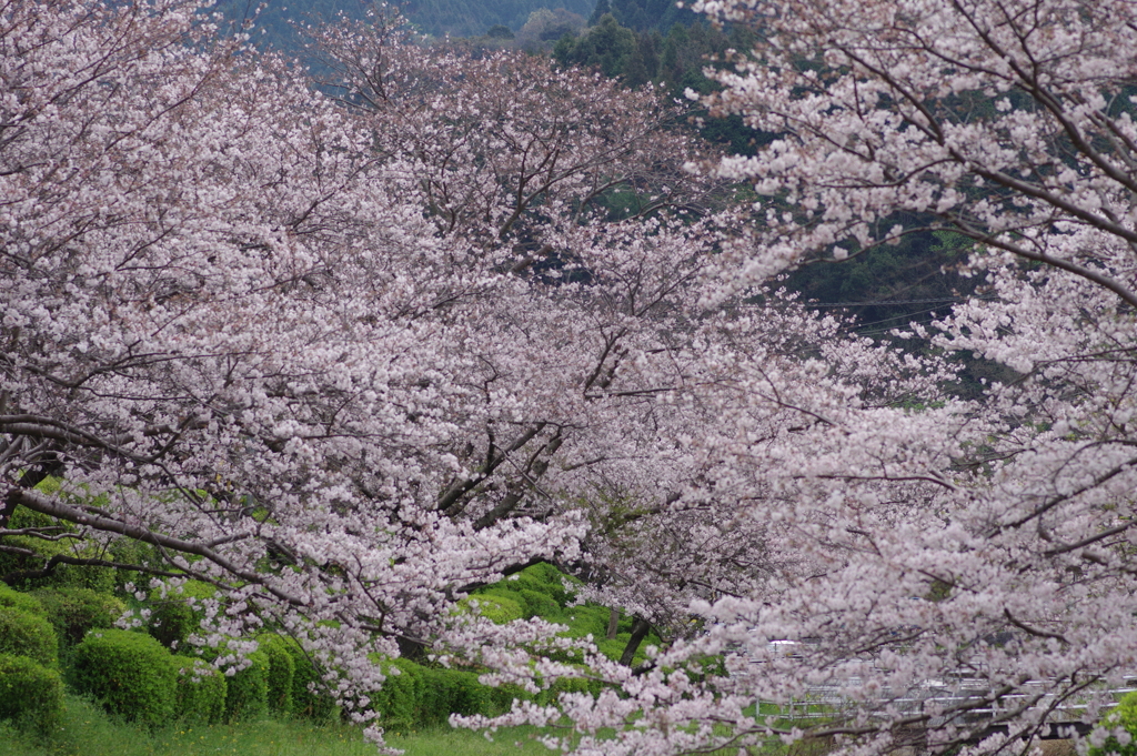 続花見は写真で