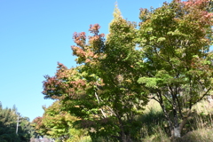 スポーツ公園内でウォーキング撮影