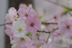 続花見は写真で