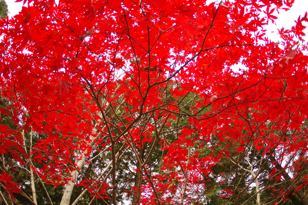 紅葉狩り２０２１