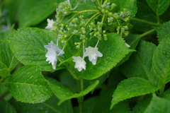 梅雨入りと紫陽花