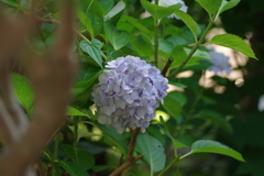 実家の紫陽花