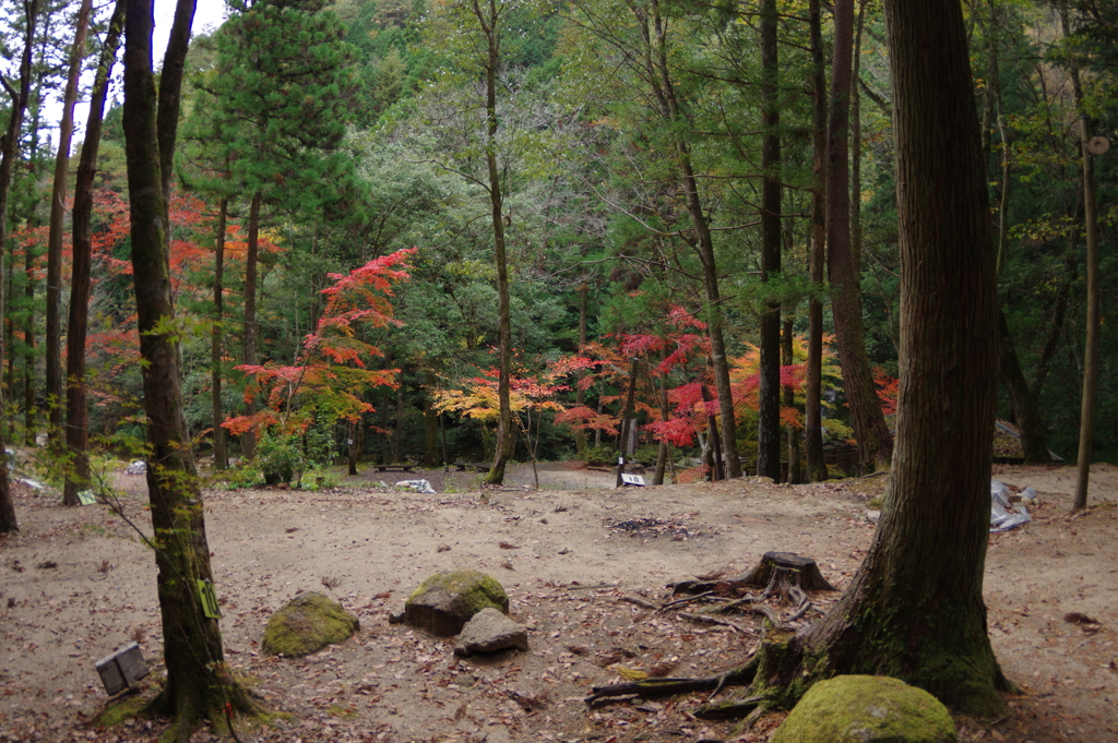 紅葉狩り２０２１