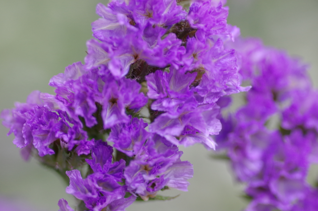 etc flower