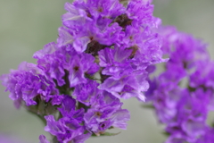 etc flower