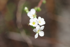 小さな花をマクロで