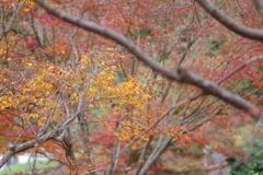 親子で紅葉狩り