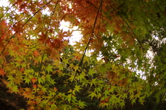 紅葉狩り２０２１