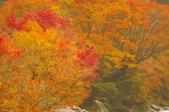 夫婦で紅葉狩り