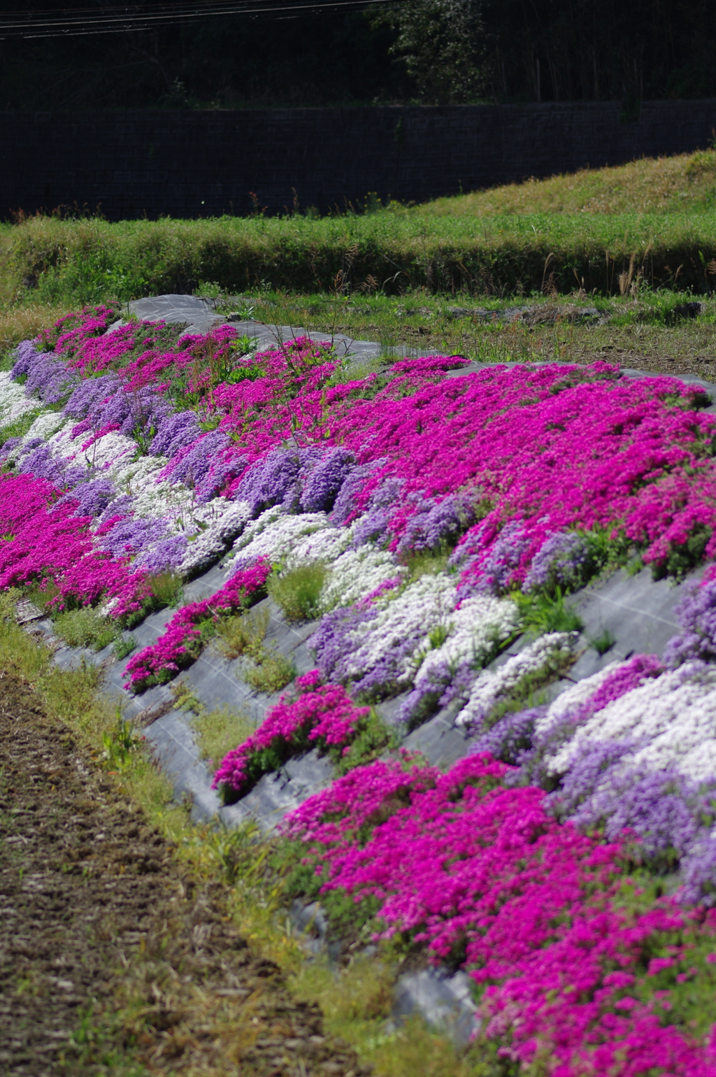 大道理の芝桜