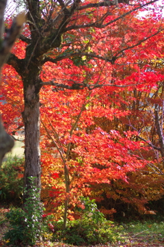 伊藤公記念公園の紅葉