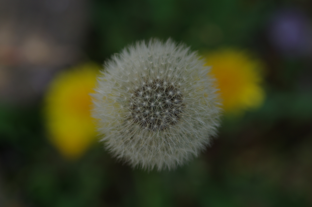 Dandelion