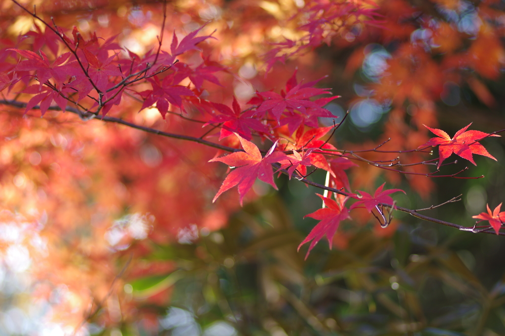 伊藤公記念公園の紅葉