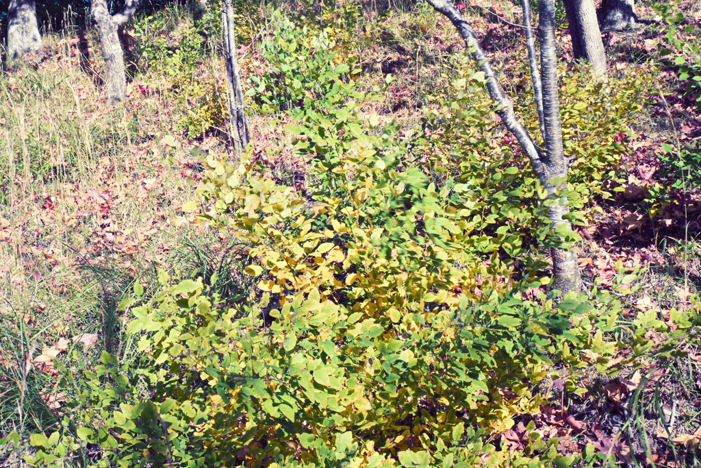 スポーツ公園内でウォーキング撮影