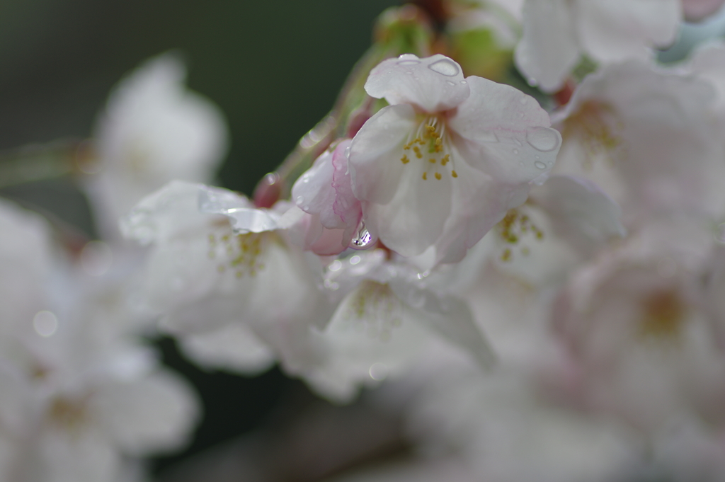 雨上がり一人でお花見