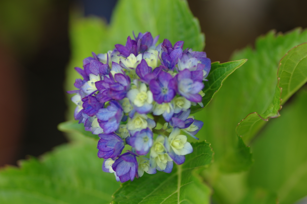 紫陽花は咲いても梅雨入りしない