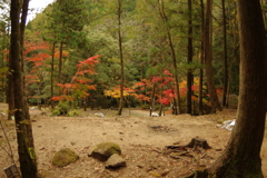 紅葉狩り２０２１