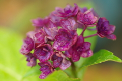 今更紫陽花