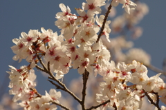 朝の花見